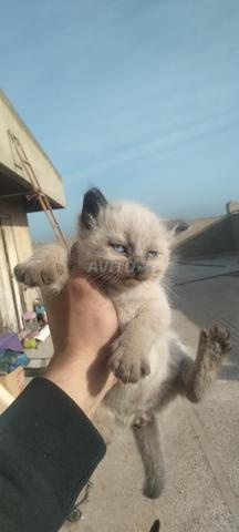 les chats 1 lois et une semaine 