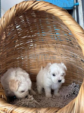 Bichon maltais chiot femelles
