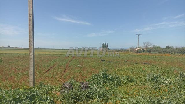 12 hectares 16 km de hôtel Zaki  - 2