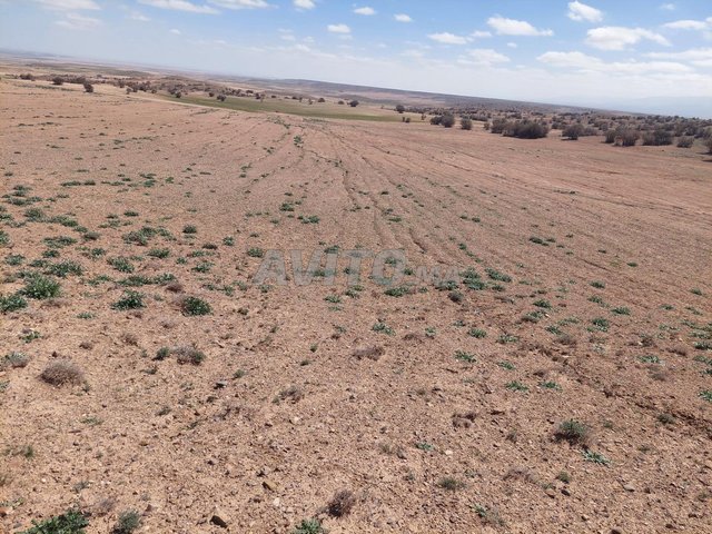 أرض فلاحية محفظة 50 هكتار بومية ميدلت