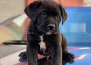Chiot cane corso