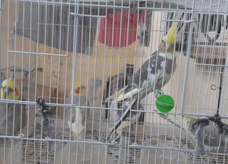 7ay salam eljadida moroko