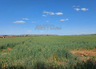 Ter titre 6ha lamaaziz Tiflet