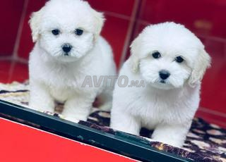 Bichon malthes 