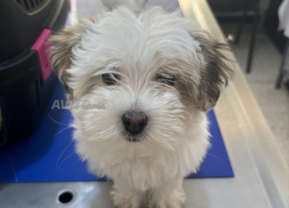 Bichon havanais 3mois chien 