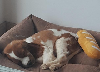 Cocker Anglais de 3 mois à vendre 