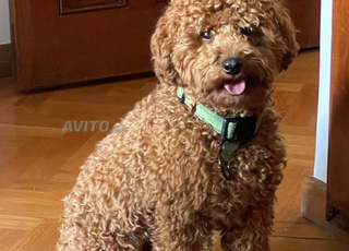 Poodle pure race a vendre 