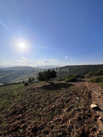 Terrain Titrée agricole, 2 Hectares et 6067 mètre 