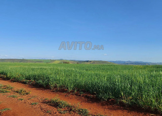 Ter titre 15000m2 janatin tiflet