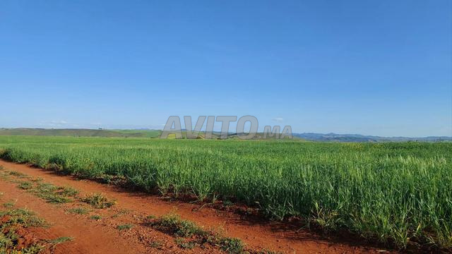 Ter titre 15000m2 janatin tiflet