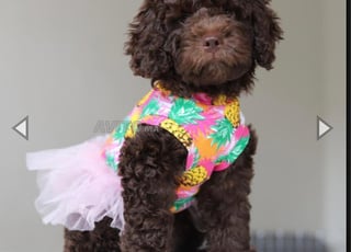 Spanish water dog / Perro de Agua 