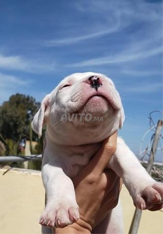 Chiots  de race Dogo argentino - 2