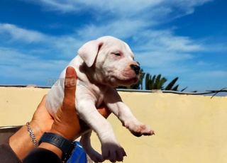 Chiots  de race Dogo argentino