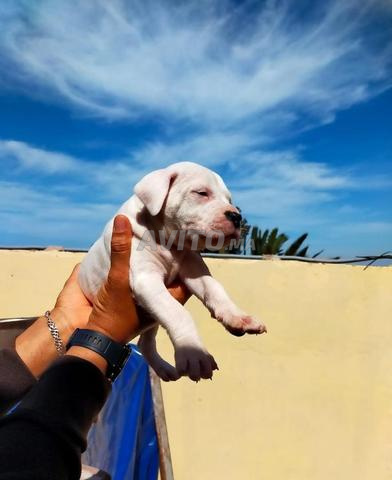 Chiots  de race Dogo argentino