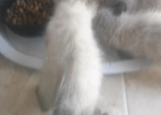 Chat siamois 2mois