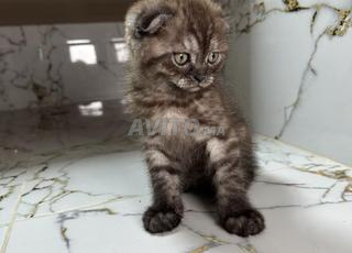 Chaton Scottish Fold Noir