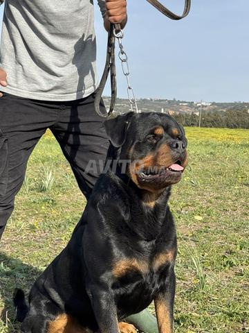 Chien pedigree a vendre Whatsup uniquement  - 2