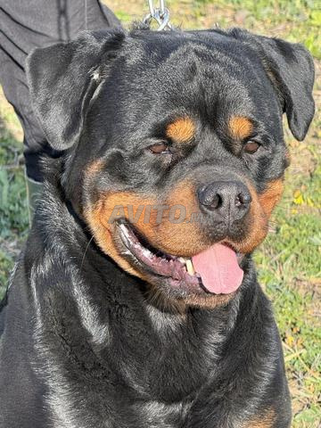 Chien pedigree a vendre Whatsup uniquement 