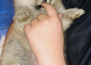 Spitz nain Loulou de Pomeranie 