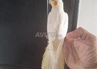 2 chnabar calopesitte