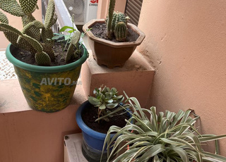 Plusieurs plantes avec leurs pots