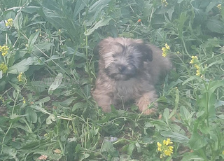 caniche 🐩 2 moins 