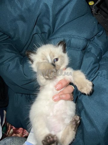 cat siamo need family