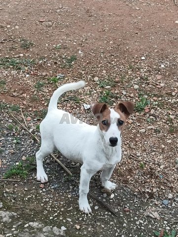 Jack Russell 