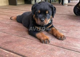 Magnifiques Chiots Rottweiler  – 45 Jours 🐾💪