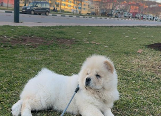 Chow chow blanc