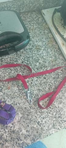 chienne adorable carlin croise vaccine  - 2