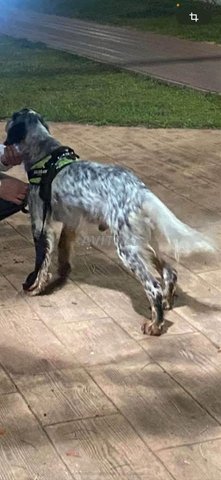 chien setter anglais