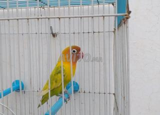 طائر الحب (Lovebird) جميل للبيع  