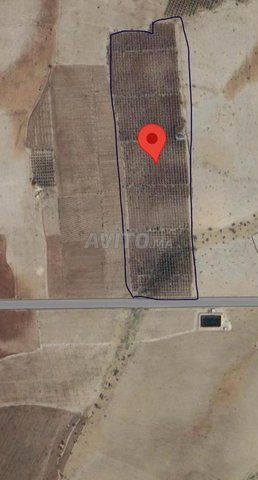 أرض فلاحية محفظة للبيع، مزروعة بأشجار الزيتون 