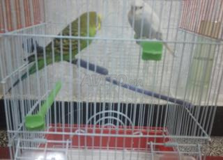 جوز بادجي منتجين