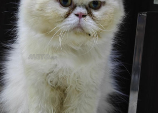 Mâle Persan pur race 18 mois 