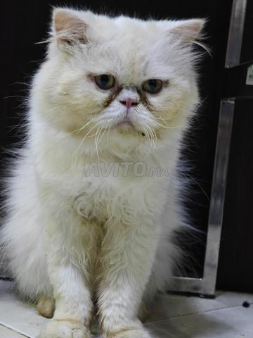 Mâle Persan pur race 18 mois 