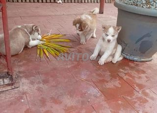 huysky males bleu yeux