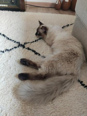 A donner chaton adorable siamois