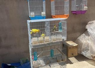  قفص سيباراسيوون 