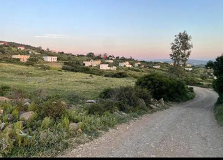 بقعة شجيرات طنجة البالية 
