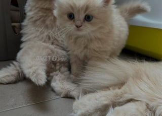 chaton femelle persan