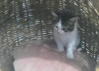 قطط صغيرة للتبني