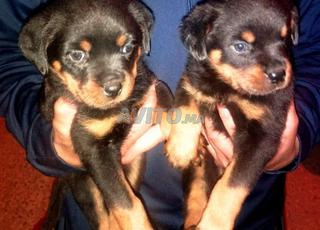2 femelle rottweiler 