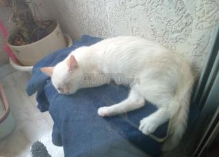 chaton 4 mois à vendre 