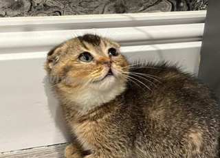 chaton male scottish fold