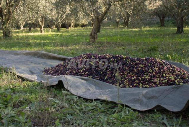 أرض فلاحية للبيع، مزروعة بأشجار الزيتون - 2