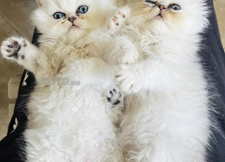  chatons persan chinchilla