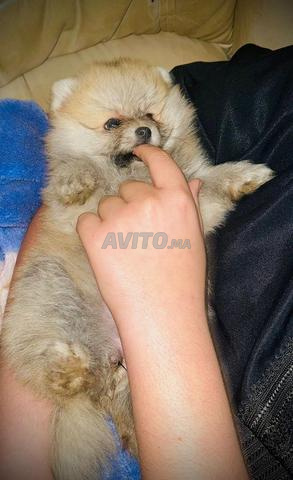 caza blanca aun dyab