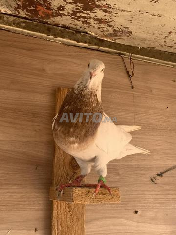 الحمام الزاجل